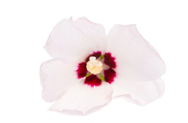 Kwiat Hibiskusa Izolowany Białym Tle — Zdjęcie stockowe