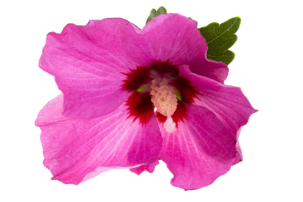 Hibiscus Blomma Isolerad Vit Bakgrund — Stockfoto