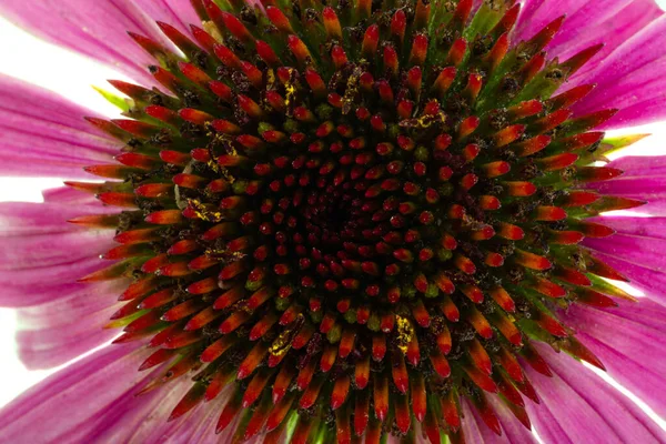 白地に隔離されたエキナセアの花 — ストック写真