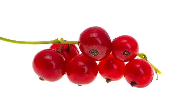 Merah Currant Berry Diisolasi Pada Latar Belakang Putih — Stok Foto