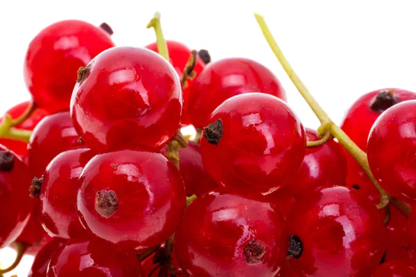 Red Currant Berry Isolated White Background — Stock Photo, Image