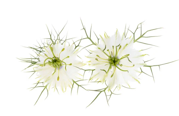 Nigella Çiçeği Beyaz Arkaplanda Izole Edilmiş — Stok fotoğraf