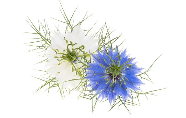 Nigella Fiore Isolato Sfondo Bianco — Foto Stock