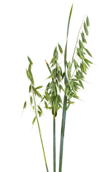 Oreja Avena Aislada Sobre Fondo Blanco —  Fotos de Stock