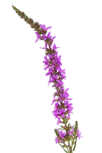 Lockere Blume Isoliert Auf Weißem Hintergrund — Stockfoto