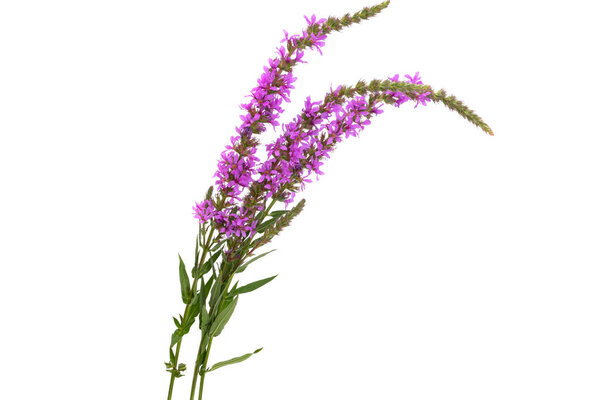 loosestrife flower isolated on white background