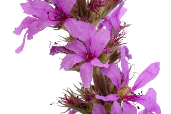 Flor Loosestrife Isolado Fundo Branco — Fotografia de Stock