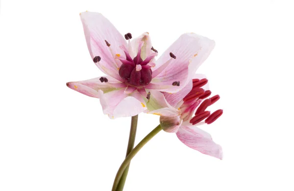 Susak Květiny Izolované Bílém Pozadí — Stock fotografie
