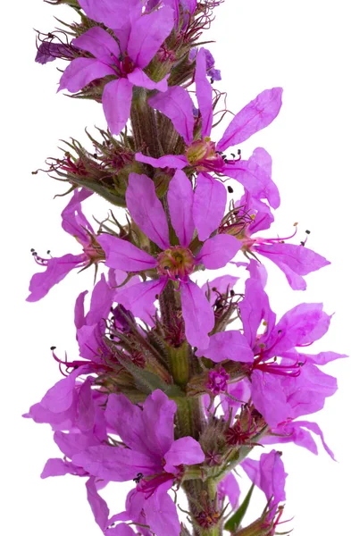 Flor Loosestrife Isolado Fundo Branco — Fotografia de Stock