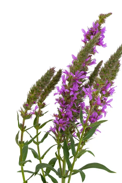 Loosestrife Flower Isolated White Background — 图库照片