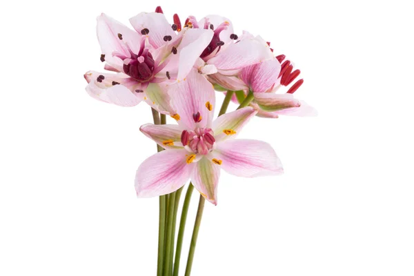 Susak Flower Isolated White Background — Stock Photo, Image