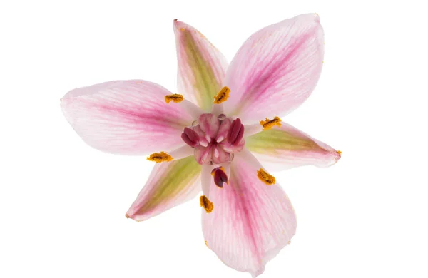 Susak Blume Isoliert Auf Weißem Hintergrund — Stockfoto