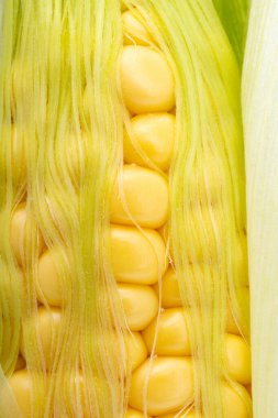 Genç mısırın arka planı