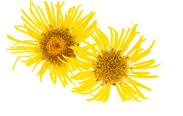 Beyaz Arkaplanda Izole Edilmiş Sarı Çayır Çiçeği — Stok fotoğraf