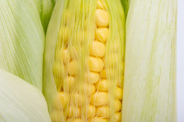 Background Young Corn Closeup — Stockfoto