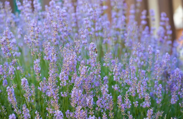 Summer Landscape Lavender Field —  Fotos de Stock