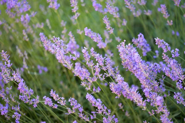 Summer Landscape Lavender Field — Φωτογραφία Αρχείου