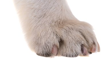 köpek patisi beyaz arkaplanda izole edildi