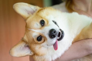 Ağızlık köpek corgi galsh pembroke yakın çekim