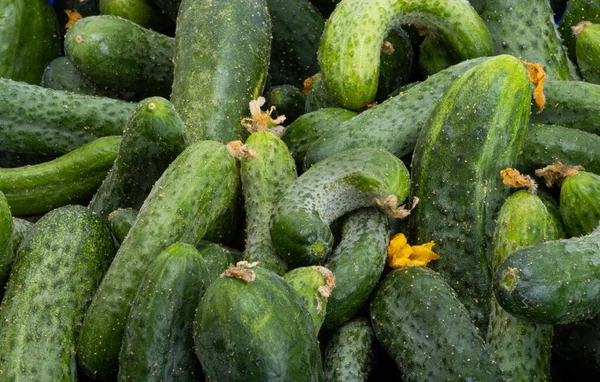 Background Fresh Cucumbers Close — Stock Photo, Image
