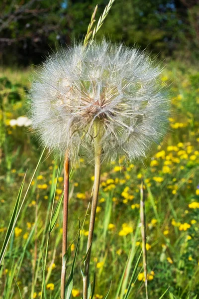 Dandelion Growing Meadow Summer — Fotografia de Stock
