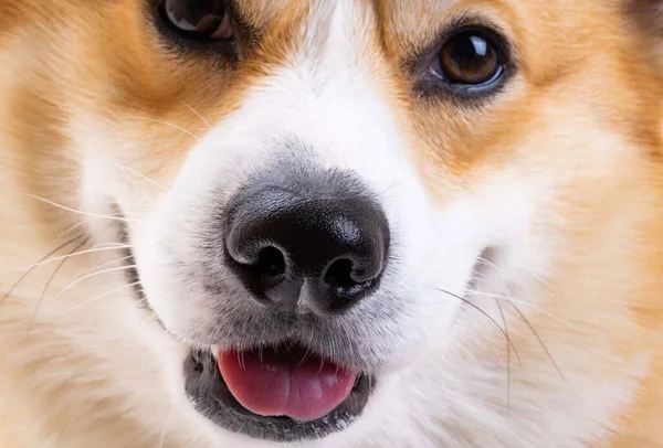 Focinho Sorridente Pembroke Galês Corgi Close — Fotografia de Stock