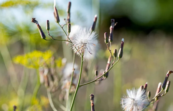 Summer Dandelions Meadow Summer — стоковое фото