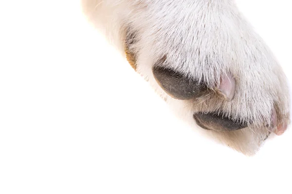 Πόδι Σκύλου Απομονωμένο Λευκό Φόντο — Φωτογραφία Αρχείου