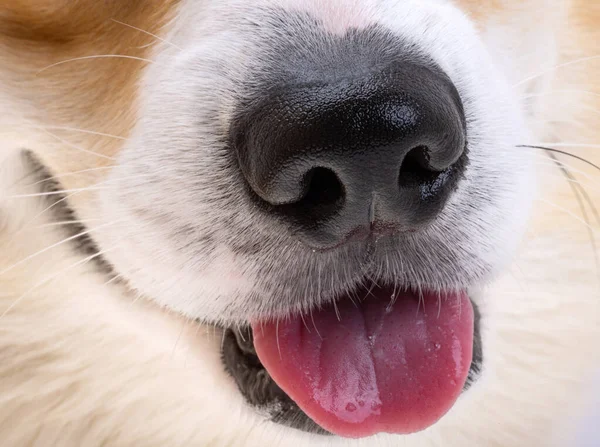 muzzle dog corgi welsh pembroke close-up