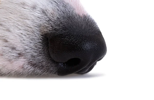 Muzzle Dog Corgi Welsh Pembroke Close — Stock Photo, Image