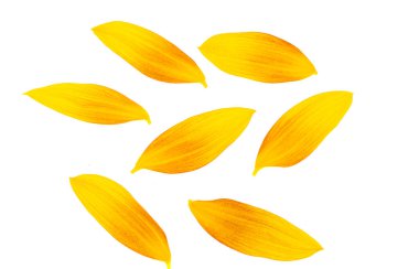 Beyaz arka plan üzerinde izole ayçiçeği yaprakları