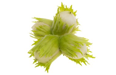 Yeşil ceviz fındık beyaz arka plan üzerinde izole