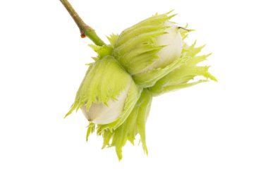 Yeşil ceviz fındık beyaz arka plan üzerinde izole