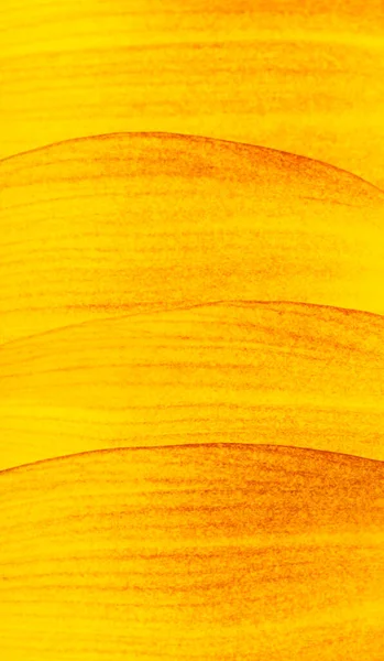 Sunflower Petals Isolated White Background — Stock Photo, Image