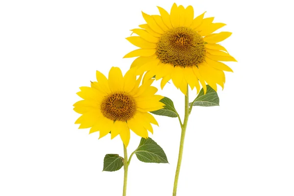 Sunflower Flower Isolated White Background — Stock Photo, Image