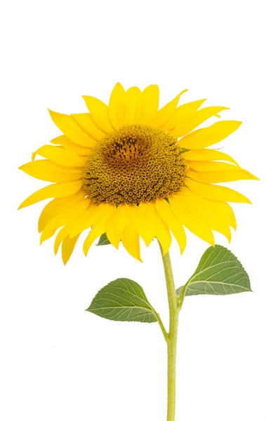 Квітка Соняшнику Ізольована Білому Фоні — стокове фото