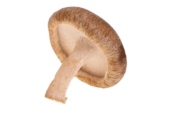 Funghi Shiitake Isolati Sfondo Bianco — Foto Stock