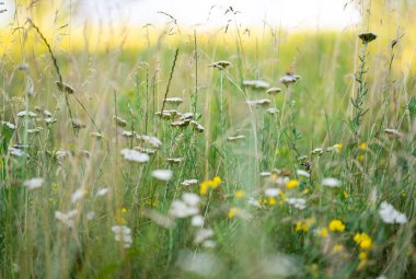 meadow flowers in the meadow in summer