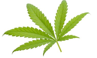 Beyaz arka plan üzerinde izole esrar