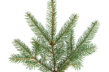 Beyaz arkaplanda ladin dalı izole edildi