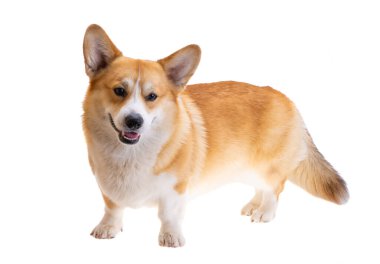 dog welsh corgi pembroke isolated on white background