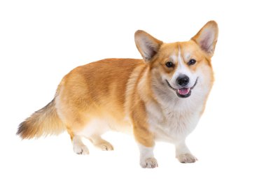 dog welsh corgi pembroke isolated on white background