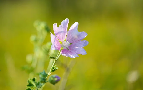 Meadow Flowers Meadow Summer — Stockfoto