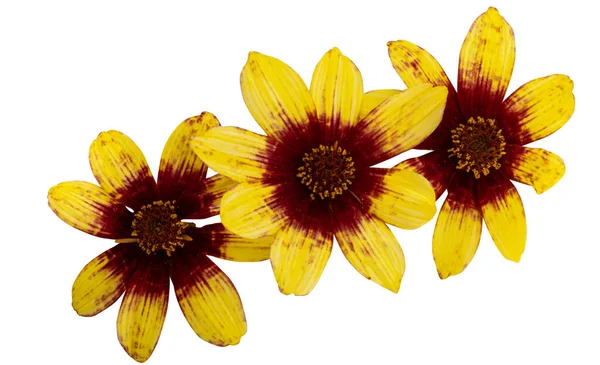 Coreopsis Tinctoria White Background — Stock Photo, Image