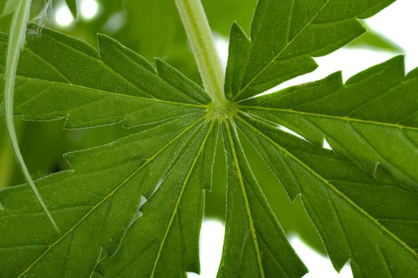 Cannabis Isolada Sobre Fundo Branco — Fotografia de Stock