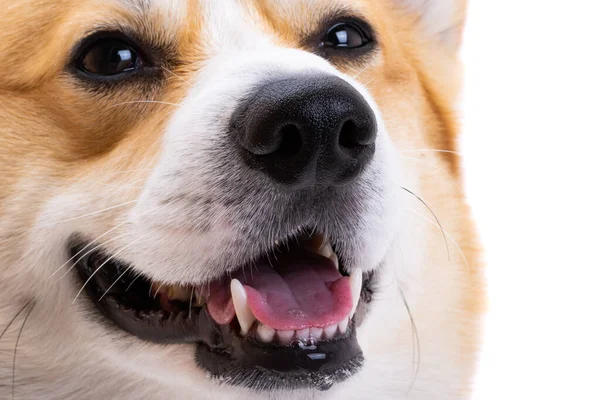 Dog Welsh Corgi Pembroke Isolated White Background — Stock fotografie