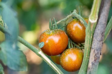 Bahçede büyüyen domatesler