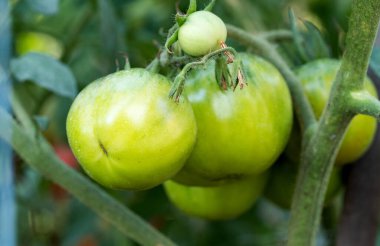Bahçede büyüyen domatesler