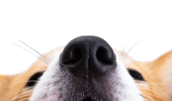 Muzzle Corgi Closeup Isolated White Background —  Fotos de Stock