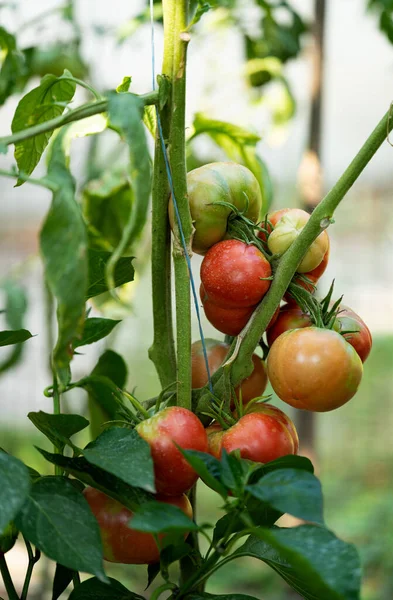 tomatoes growing in the garden